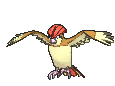 Pidgeotto XY