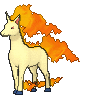 Rapidash XY