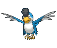 Squawkabilly-blue XY