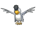 Squawkabilly-White XY
