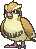 Pidgey XY
